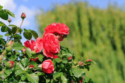 Fotografie Fresh varietal rose blooms in a garden under a clear blue sky with greenery in t