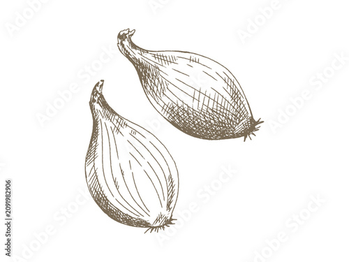 Photos Hand Drawn Shallot Illustration, Vintage Engraving Style Set of Two
