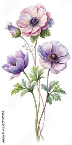 Beautiful poppy flowers in watercolor style - Watercolor illustration of delicate poppy flowers with soft pink and purple petals and green stems.