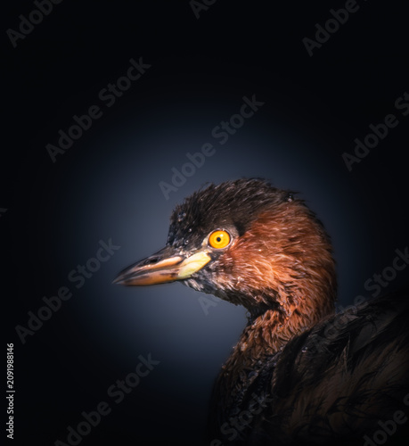 Close-up portrait of a Little Grebe (Tachybaptus ruficollis), also known as the Dabchick, showing vivid yellow eye, rich chestnut breeding plumage and fine feather detail against a dark background.