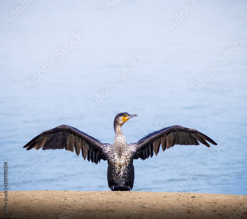 Great Cormorant displaying its wings in the characteristic drying posture while standing on a sandy shoreline beside calm coastal waters.