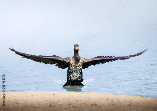Great Cormorant landing on shallow coastal water with wings fully extended in a classic drying posture. Symmetrical front-facing wildlife image.