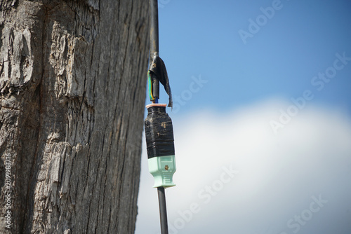 A close up view of wihte plastic plug or cable connector with black tap joins two black cables around a tree trunk. the plug look unsafe with sunlight casting shadows on rough bark under a clear blue 