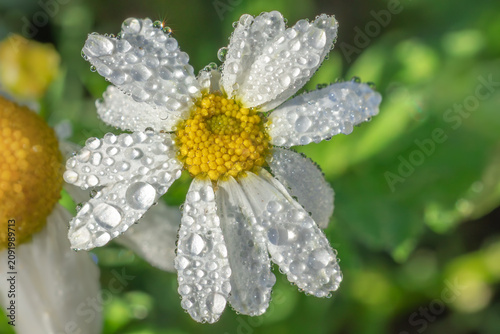 Konstfotografi Close-up of daisy flower with morning dew drops on petals