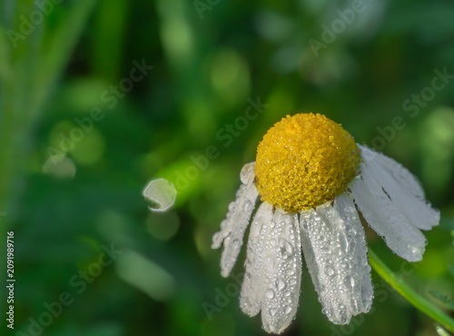 Konstfotografi Close-up of daisy flower with morning dew drops on petals