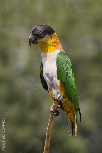 A colorful black-headed caique parrot, Pionites melanocephalus, perches gracefully on a thin vertical stick against a blurry background.