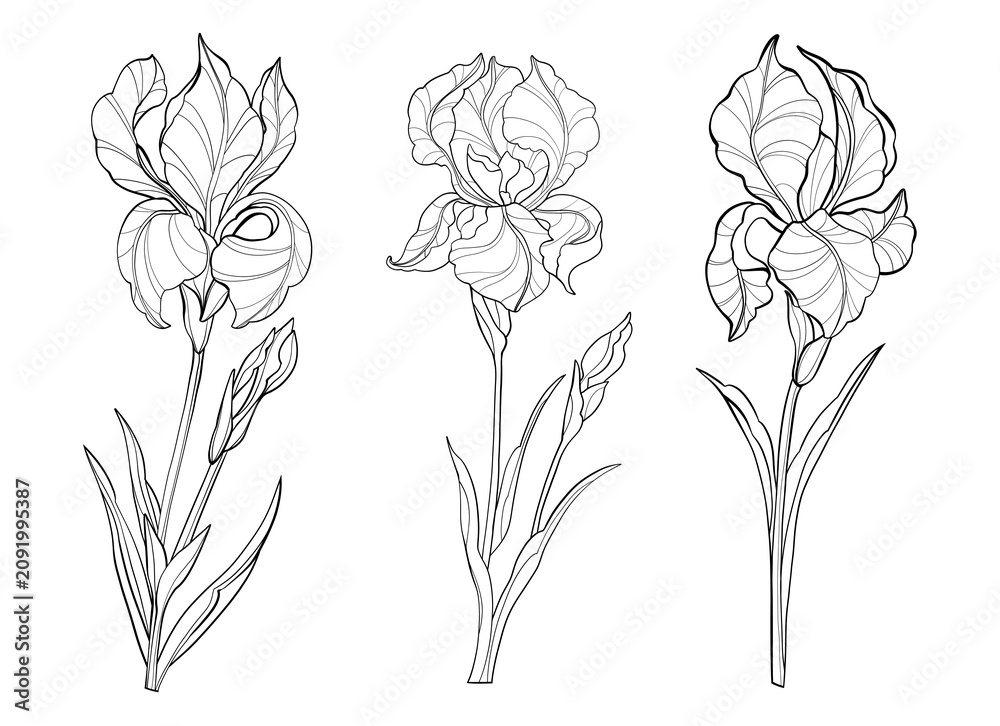 Obraz premium Set of simple delicate hand drawn flowers and leaves in line art style, black-and-white irises, outline floral illustration, minimalist botanical sketch on white background. 
