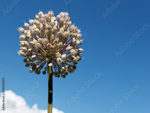 Fotografija Fleur de poireau de vigne
