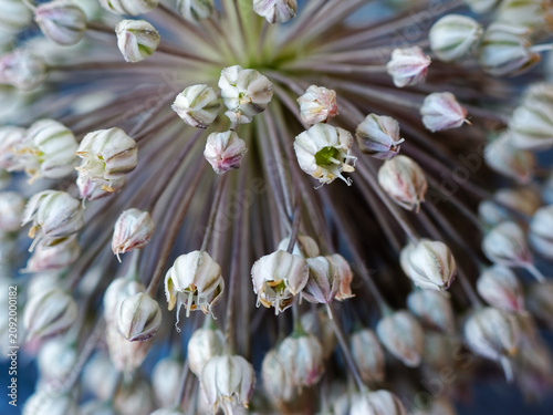 Fotografija Inflorescence de Allium polyanthum