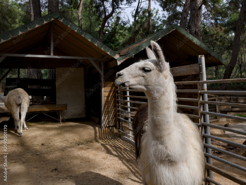 Fototapeta premium Adorable llama standing on a rural farm