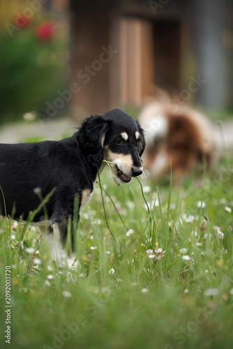 saluki puppy chewing grass outdoors in summer