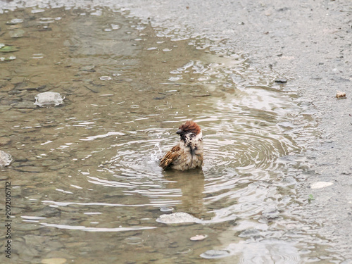 水たまりで水浴びする雀