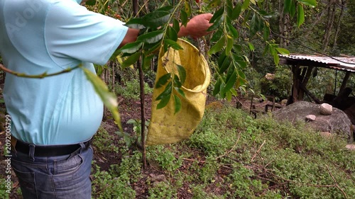 Farmer harvesting coffee beans by hand on a coffee plantation