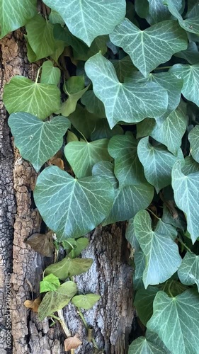 Pianta di edera su tronco d'albero