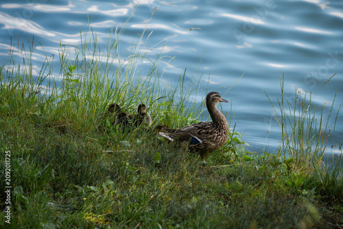 Female Mallard Duck Standing by the Water with Ducklings Hiding in Tall Grass