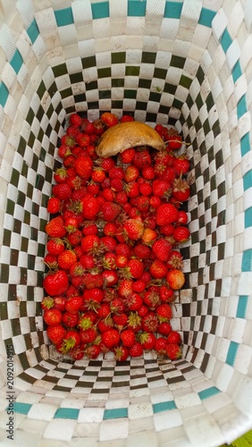 Top-down view inside a checkered woven basket filled with freshly picked red strawberries and one wild mushroom.