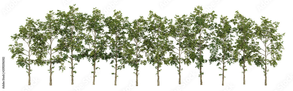 Obraz premium Deciduous Tree Collection Isolated PNG, Landscape Tree Row, Transparent Background