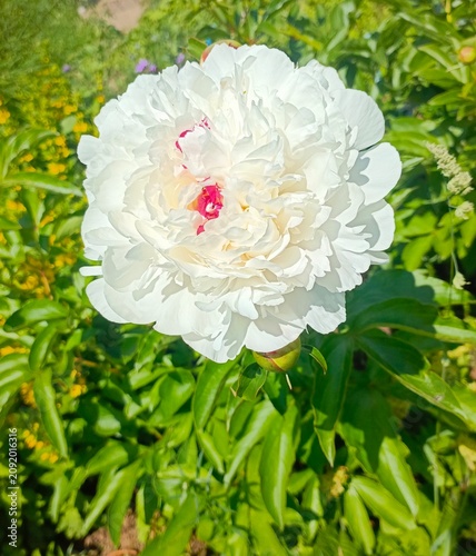 Close-up of a magnificent white peony flower with striking red-pink center petals, blooming in a lush green summer garden outdoors.