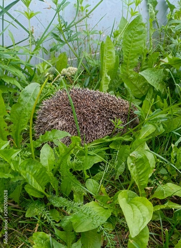Close-up of a spiky hedgehog foraging among lush green wild plants and tall grass in a natural outdoor garden setting.