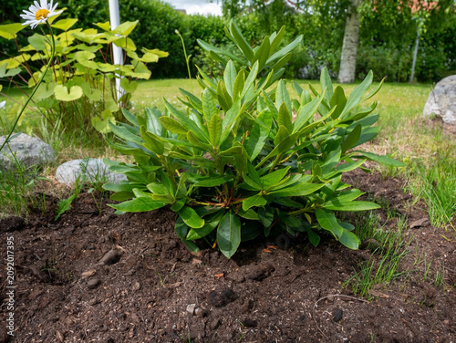 Close-Up of a Newly Planted Rhododendron Bush