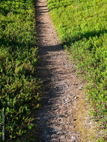 Path Through a Finnish Pine Forest on a Sunny Summer Day