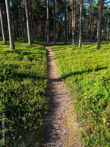 Path Through a Finnish Pine Forest on a Sunny Summer Day