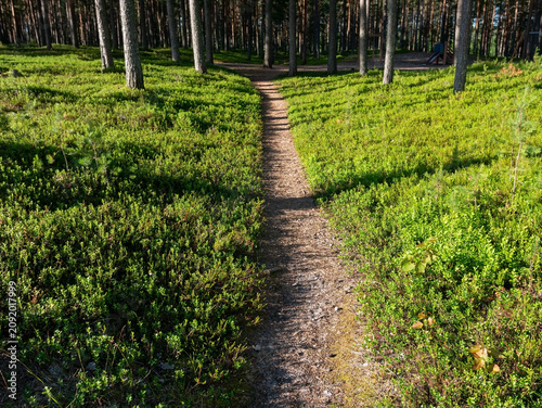 Path Through a Finnish Pine Forest on a Sunny Summer Day