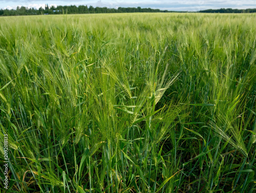 Close-Up of a Green Barley Field in Summer
