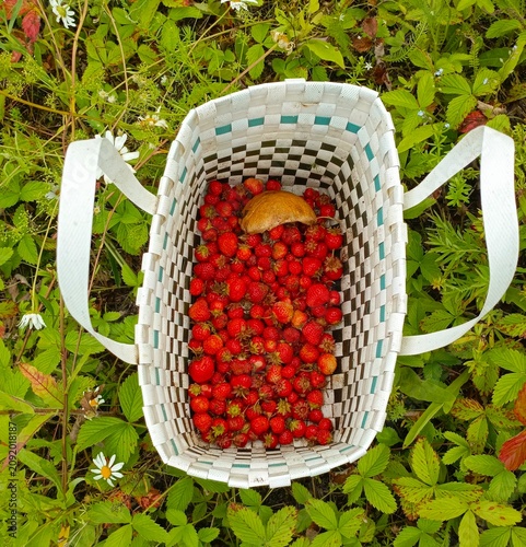 Top-down view of a white woven basket filled with freshly picked red wild strawberries and one mushroom, sitting in green grass.