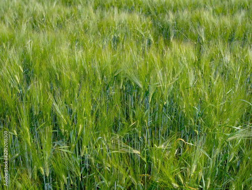 Close-Up of a Green Barley Field in Summer