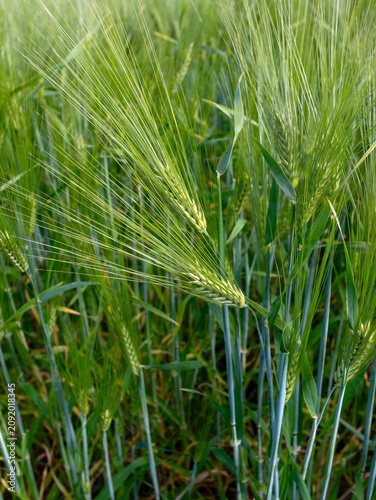 Close-Up of a Green Barley Field in Summer