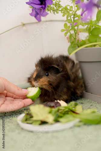 Adorable Fluffy Guinea Pig Eating a Fresh Cucumber Slice from Its Owner's Hand Indoors