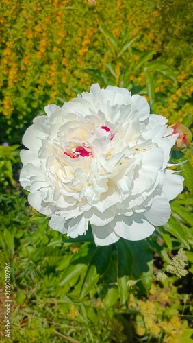 Stunning close-up of a large white peony flower with vibrant red-pink center petals, blooming in a sunny green garden.