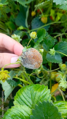 A hand holds a rotten, moldy grey strawberry attached to a green plant, showing fungal disease in the garden