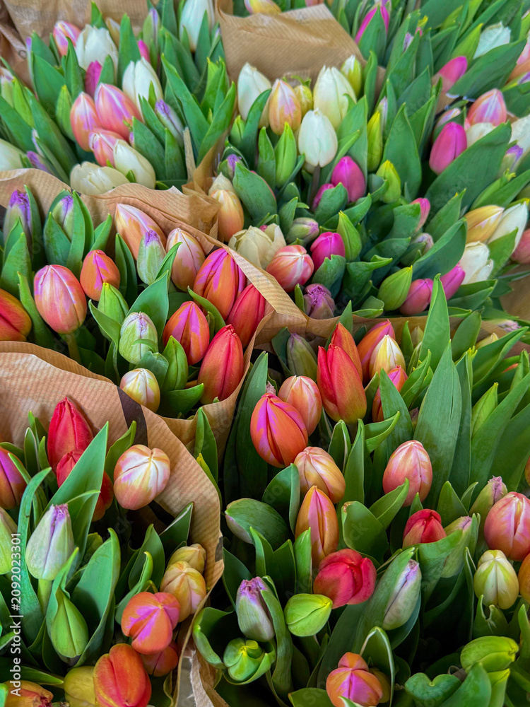 Obraz premium Colourful bouquets of red white pink and purple tulip flowers