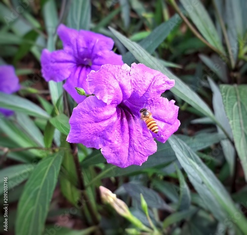 Photography A honeybee flying close and pollinating a purple Ruellia simplex flower in the