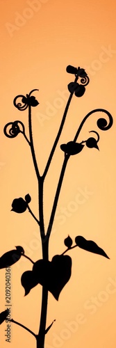 Silhouette of a plant with curly stems and rounded leaves, botanical, icon