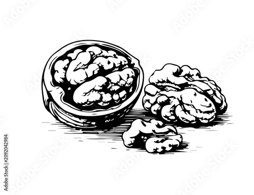 Simple hand drawn walnut with shell sketch, engraved greek nut kernel illustration clip art, natural raw nut harvesting.