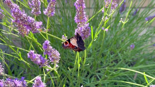 Closeup of a peacock butterfly opening its beautifully marked wings while feeding on nectar in lavender flowers during summer.