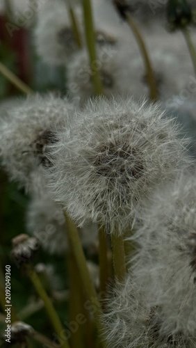 Foto Dandelion seed head in close-up macro shot with soft fluffy white seeds, blurred