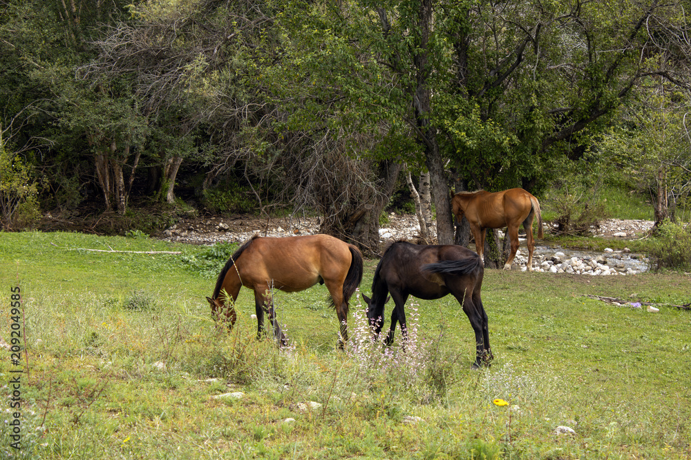 Obraz premium A herd of brown horses grazes in a green meadow near a mountain stream. The animals graze freely among the green trees.