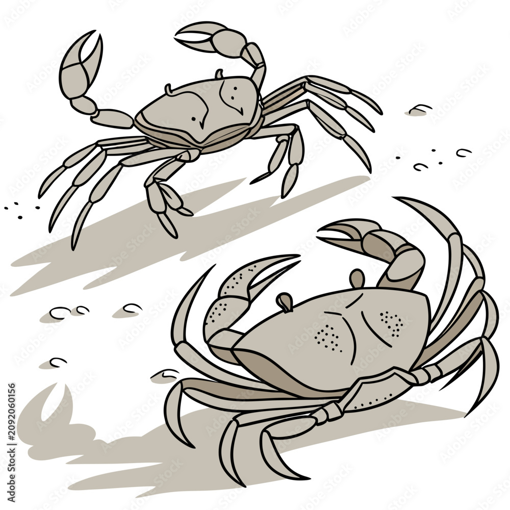 Fototapeta premium Two grey crabs on a sandy beach surface, illustrated in a flat style with simple shadows, isolated on a white background