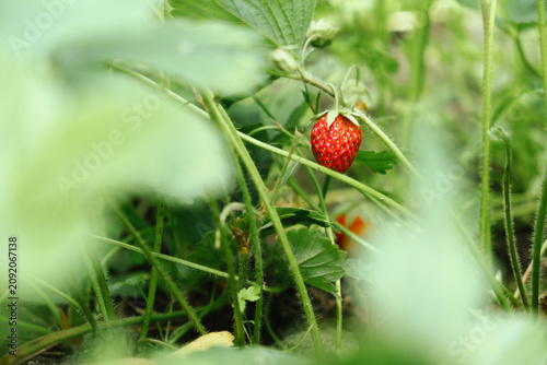Red ripe strawberry hanging on a bush. Summer strawberry harvest. 