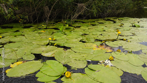 Cuadro en lienzo Close-up of yellow water lilies and large green lily pads floating on the water surface near a riverbank