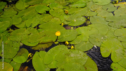 Obraz na płótnie Close-up of yellow water lilies and large green lily pads floating on the water surface near a riverbank