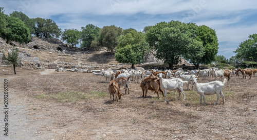 Goats are grazing in the ancient city.