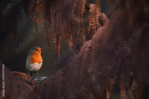 Robin redbreast ( Erithacus rubecula) bird. A European garden songbird with a red or orange breast often found on Christmas cards.