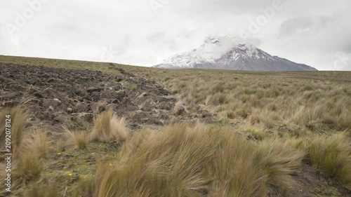 Grassy páramo vegetation blowing in the wind near Chimborazo highlighting alpine ecology
