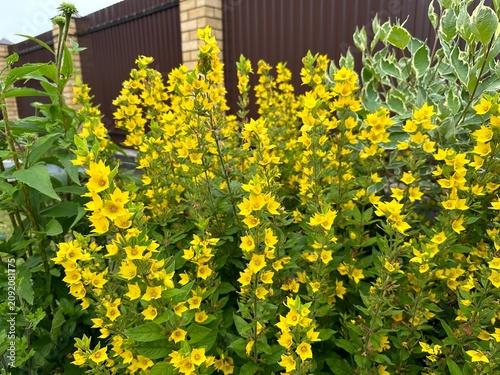 Yellow flowers of Lysimachia punctata in garden