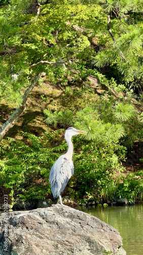 Grey Heron Standing on a Rock in a Lush Japanese Garden